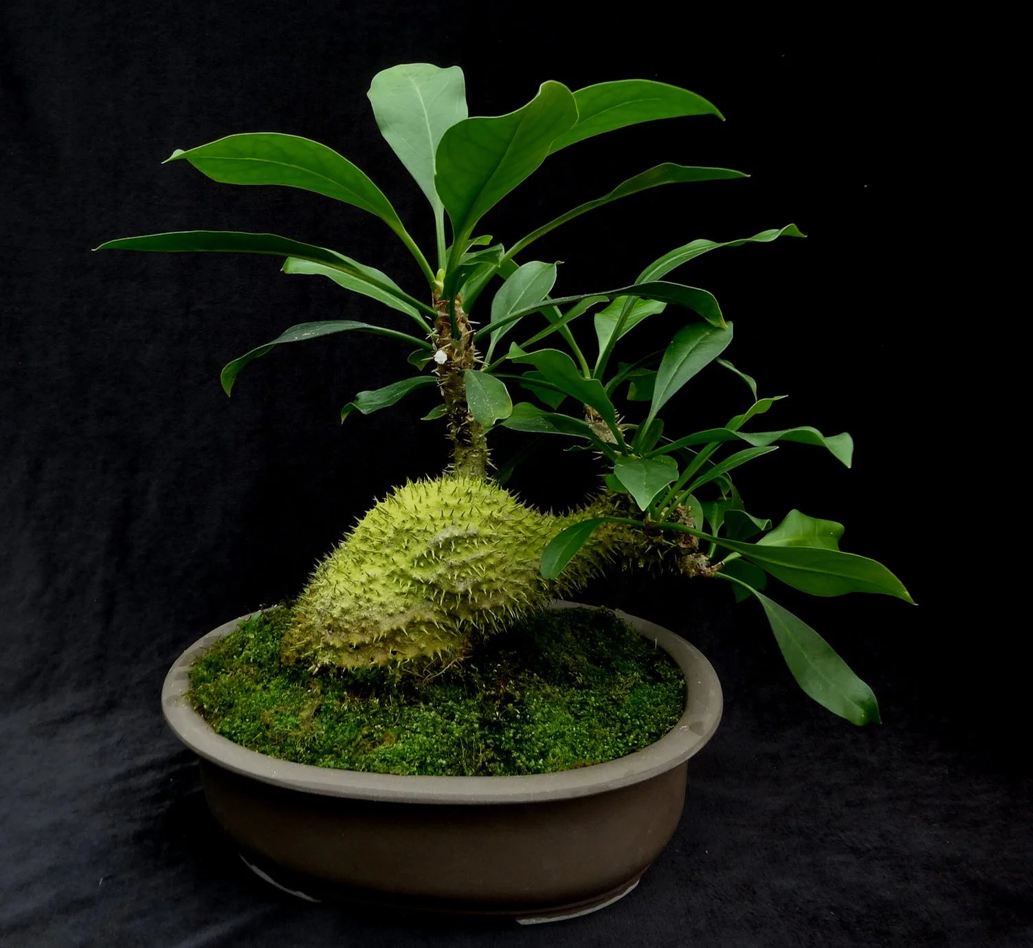 アリ植物】ミルメコディア ベッカリー Myrmecodia beccarii 【塊根